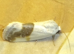 Ponometia virginalis