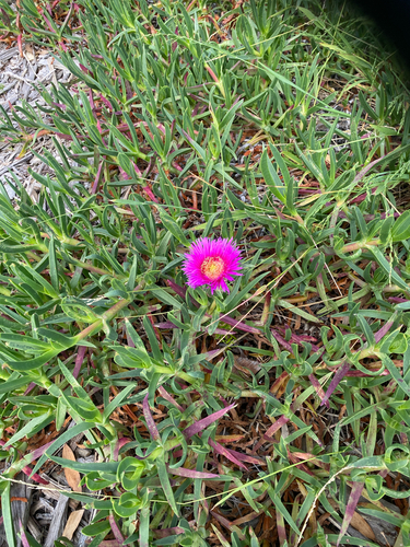 Carpobrotus glaucescens observed 2026-10-23