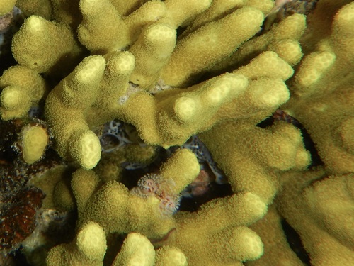 Porites cylindrica observed 2026-10-10