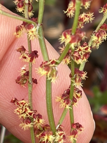 Rumex acetosella observed 2026-10-22