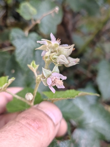 Rubus moluccanus observed 2026-10-23