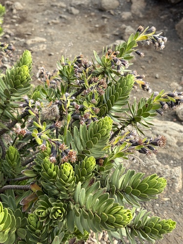 Dubautia menziesii observed 2026-10-22