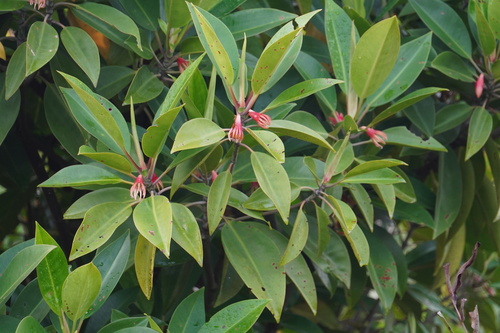 Bruguiera gymnorhiza observed 2026-10-21