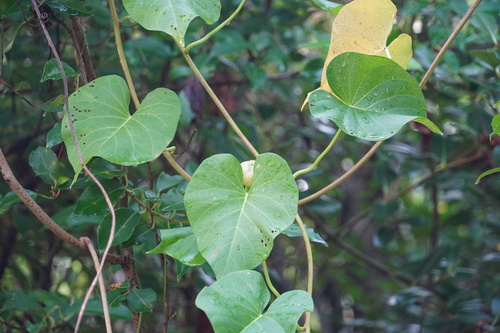 Ipomoea violacea observed 2026-10-21