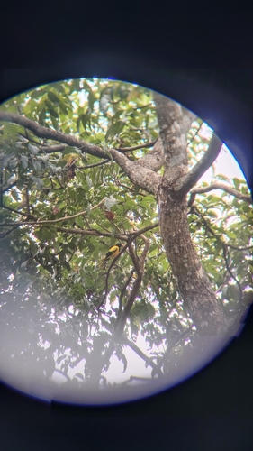 Oriolus xanthornus observed 2026-10-23
