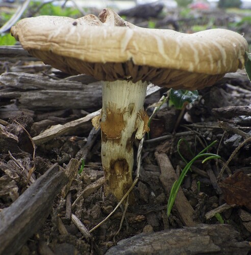 Agrocybe praecox, 2026-10-22