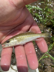 Micropterus henshalli