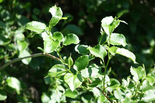 Muehlenbeckia australis observed 2026-10-23