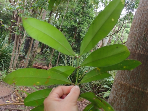 Syzygium moorei, 2026-10-23