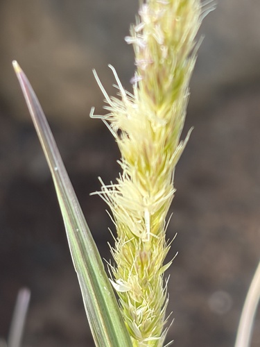 Trisetum glomeratum observed 2026-10-22