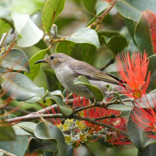 Myzomela sanguinolenta, 2026-10-23