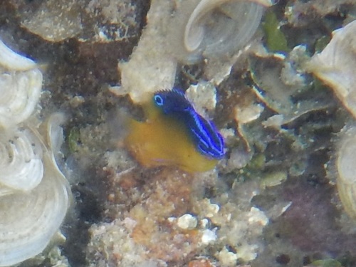Pomacentrus simsiang observed 2026-10-10