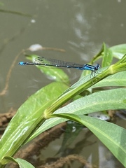 Enallagma exsulans