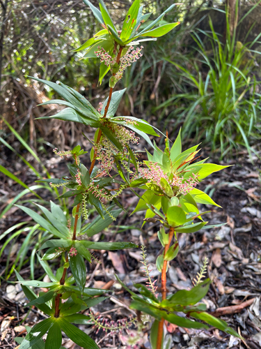 Leucopogon verticillatus, 2026-10-23