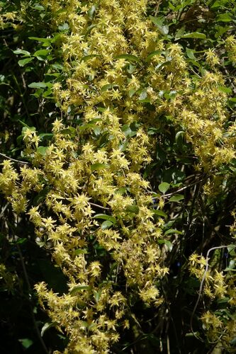 Clematis foetida observed 2026-10-23
