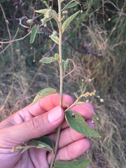 Sidastrum paniculatum