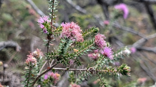 Melaleuca squamea observed 2026-10-23