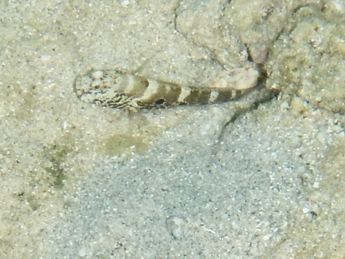 Cryptocentrus strigilliceps observed 2026-10-10