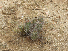 Echinocereus engelmannii