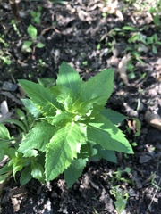 Platycodon grandiflorus