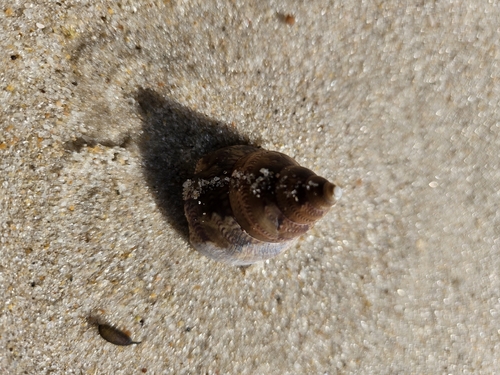 Phasianella australis observed 2026-10-23