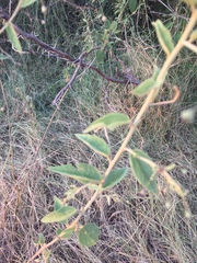 Sidastrum paniculatum