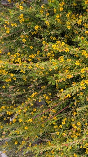 Phyllota, 2026-10-23