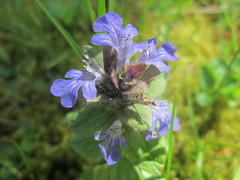 Ajuga reptans
