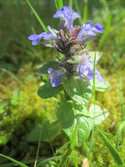 Ajuga reptans