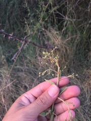 Sidastrum paniculatum