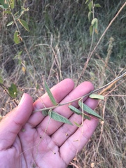 Sidastrum paniculatum