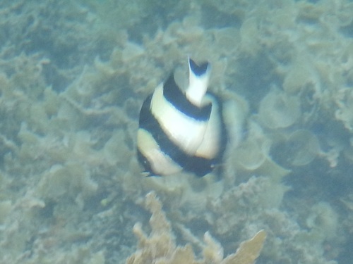 Dascyllus melanurus observed 2026-10-10