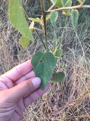 Sidastrum paniculatum