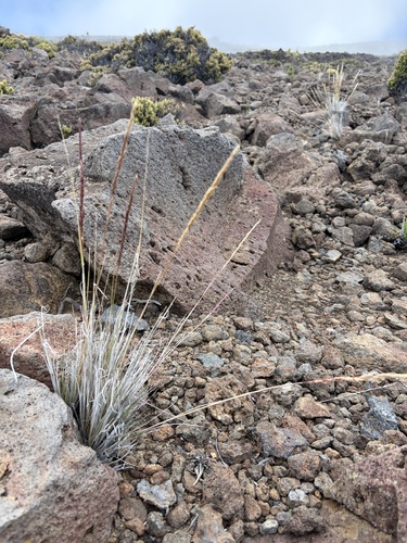 Agrostis sandwicensis observed 2026-10-22