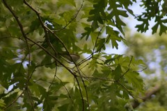 Vireo olivaceus