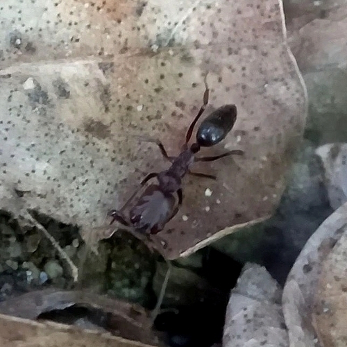 Hormiga trampa