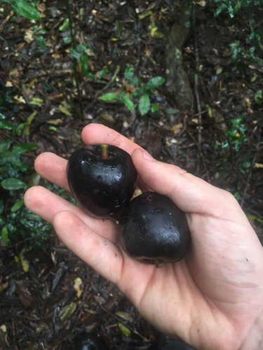 Planchonella observed 2026-10-23
