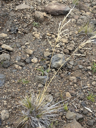 Deschampsia nubigena observed 2026-10-22