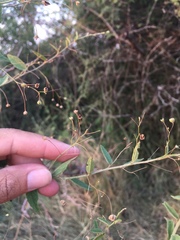 Sidastrum paniculatum