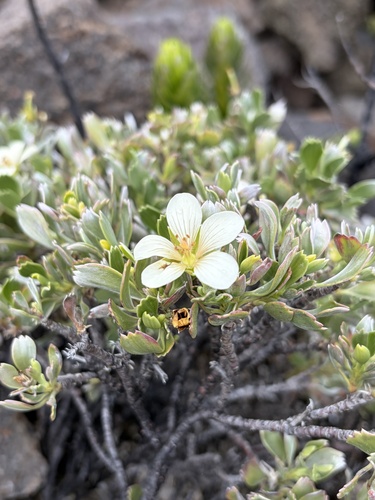 Geranium, 2026-10-22
