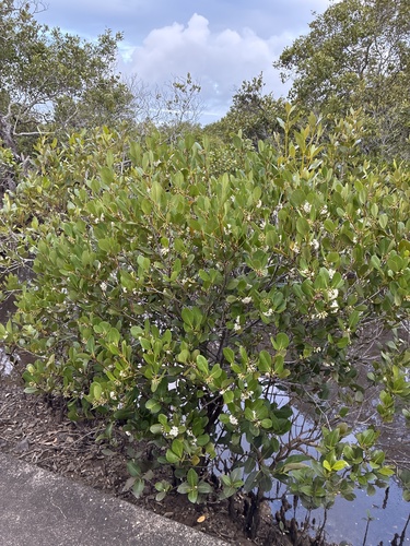 Aegiceras corniculatum observed 2026-10-23