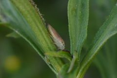 Bucephalogonia xanthophis