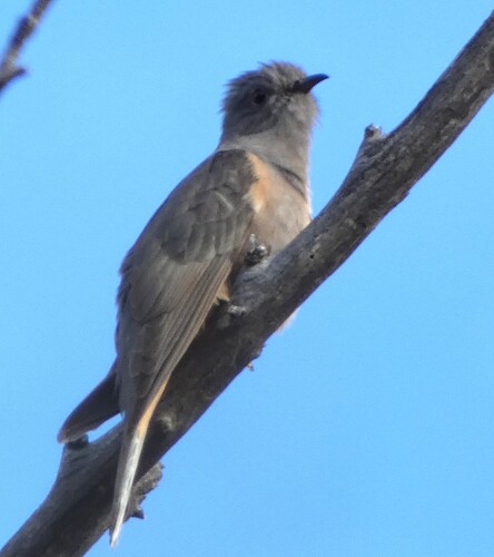 Cacomantis variolosus observed 2026-10-23