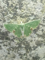 Comibaena bajularia