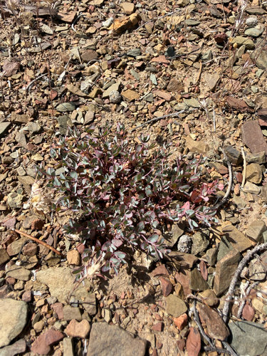 Euphorbia fendleri