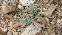 Astragalus chamaeleuce