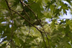Vireo olivaceus