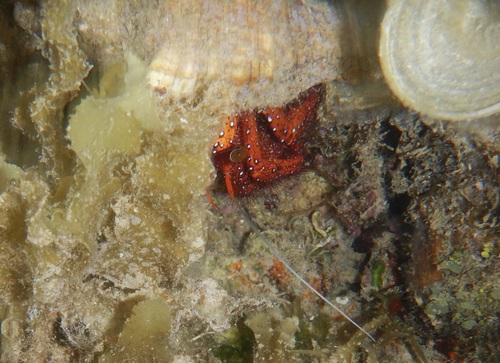 Dardanus megistos observed 2026-10-10