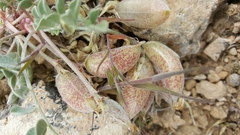 Astragalus chamaeleuce