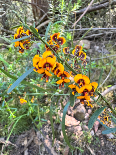 Daviesia leptophylla observed 2026-10-23